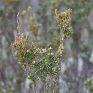 Calytrix tetragona at Pine Island to Point Hut - 1 Jul 2014 06:05 PM