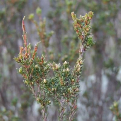 Calytrix tetragona (Common Fringe-myrtle) at Pine Island to Point Hut - 1 Jul 2014 by michaelb