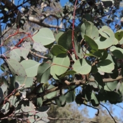 Eucalyptus polyanthemos (Red Box) at Conder, ACT - 30 Aug 2014 by michaelb