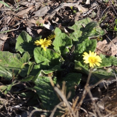 Cymbonotus sp. (preissianus or lawsonianus) (Bears Ears) at Rob Roy Range - 30 Aug 2014 by michaelb