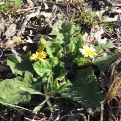 Cymbonotus sp. (preissianus or lawsonianus) at Conder, ACT - 30 Aug 2014 04:47 PM