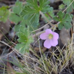 Geranium solanderi var. solanderi (Native Geranium) at Conder, ACT - 30 Aug 2014 by MichaelBedingfield