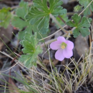 Geranium solanderi var. solanderi at Conder, ACT - 30 Aug 2014 04:52 PM