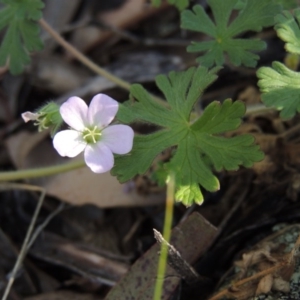 Geranium solanderi var. solanderi at Conder, ACT - 30 Aug 2014