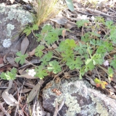 Geranium solanderi var. solanderi at Conder, ACT - 30 Aug 2014 04:52 PM