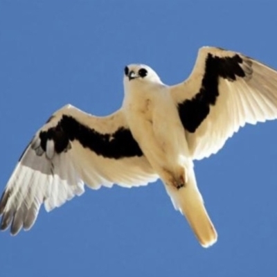Elanus scriptus (Letter-winged Kite) at Bowning, NSW - 12 May 2012 by michaelb