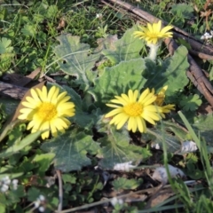 Cymbonotus sp. (preissianus or lawsonianus) (Bears Ears) at Rob Roy Range - 30 Aug 2014 by michaelb