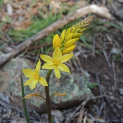 Bulbine glauca (Rock Lily) at Rob Roy Range - 30 Aug 2014 by michaelb