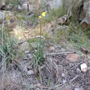 Bulbine glauca at Conder, ACT - 30 Aug 2014
