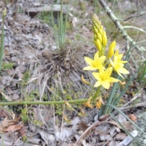 Bulbine glauca at Conder, ACT - 30 Aug 2014