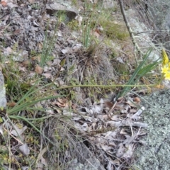 Bulbine glauca at Conder, ACT - 30 Aug 2014