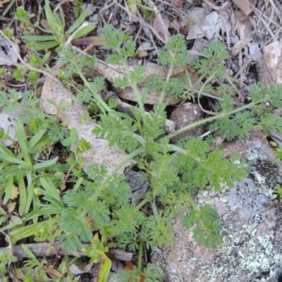 Daucus glochidiatus (Australian Carrot) at Conder, ACT - 30 Aug 2014 by michaelb