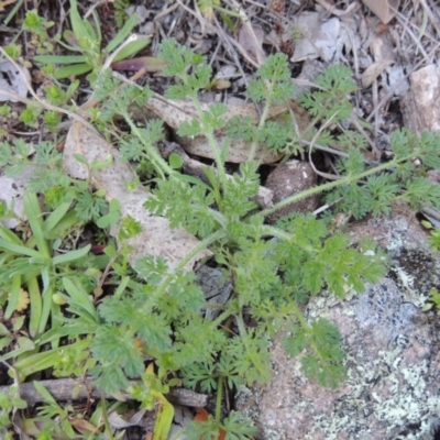 Daucus glochidiatus (Australian Carrot) at Rob Roy Range - 30 Aug 2014 by michaelb