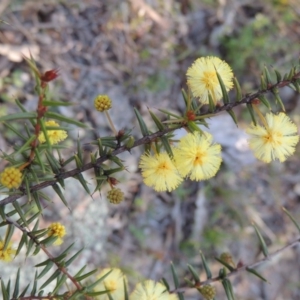 Acacia ulicifolia at Conder, ACT - 30 Aug 2014 05:59 PM