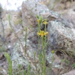 Pimelea curviflora (Curved Rice-flower) at Conder, ACT - 30 Aug 2014 by michaelb