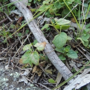 Scutellaria humilis at Conder, ACT - 30 Aug 2014 06:36 PM