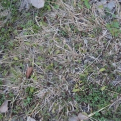 Ophioglossum lusitanicum subsp. coriaceum (Austral Adder's Tongue) at Conder, ACT - 30 Aug 2014 by michaelb