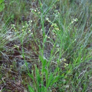 Hackelia suaveolens at Theodore, ACT - 18 Nov 2000