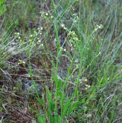 Hackelia suaveolens (Sweet Hounds Tongue) at Theodore, ACT - 17 Nov 2000 by michaelb