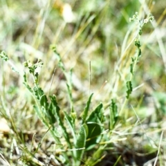 Hackelia suaveolens (Sweet Hounds Tongue) at Tuggeranong Hill - 30 Oct 1999 by michaelb