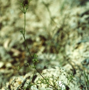 Daucus glochidiatus at Conder, ACT - 7 Dec 1999 12:00 AM