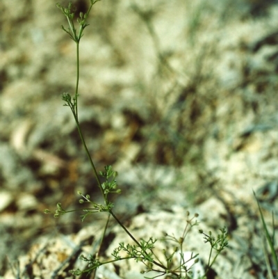 Daucus glochidiatus (Australian Carrot) at Conder, ACT - 7 Dec 1999 by MichaelBedingfield