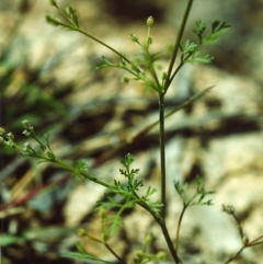 Daucus glochidiatus at Conder, ACT - 7 Dec 1999 12:00 AM