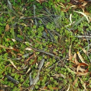 Dichondra repens at Conder, ACT - 20 Apr 2000