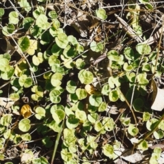 Dichondra repens (Kidney Weed) at Theodore, ACT - 21 Oct 1999 by michaelb