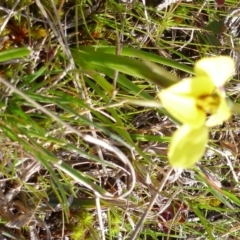 Diuris chryseopsis (Golden Moth) at Kinleyside - 31 Aug 2014 by MichaelMulvaney