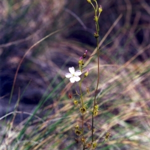 Drosera auriculata at Conder, ACT - 5 Nov 2000 12:00 AM