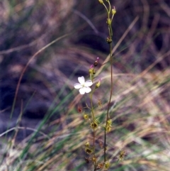 Drosera auriculata (Tall Sundew) at Conder, ACT - 4 Nov 2000 by michaelb