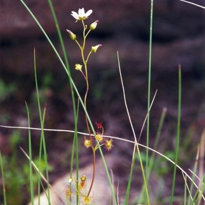 Drosera auriculata (Tall Sundew) at Conder, ACT - 26 Oct 2000 by MichaelBedingfield