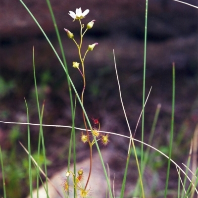 Drosera auriculata (Tall Sundew) at Tuggeranong Hill - 25 Oct 2000 by michaelb