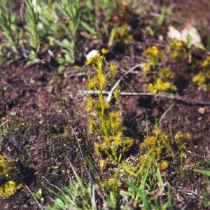 Drosera gunniana at Conder, ACT - 5 Oct 2000