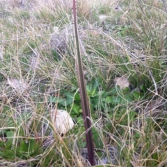 Unverified at Gungahlin, ACT - 1 Sep 2014 by JasonC