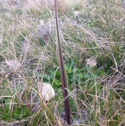 Unverified at Gungahlin, ACT - 1 Sep 2014 by JasonC