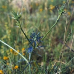 Eryngium ovinum (Blue Devil) at Barneys Hill/Mt Stranger - 27 Nov 2007 by michaelb