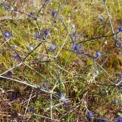 Eryngium ovinum (Blue Devil) at Conder, ACT - 1 Jan 2000 by michaelb