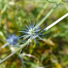 Eryngium ovinum (Blue Devil) at Conder, ACT - 30 Nov 1999 by MichaelBedingfield