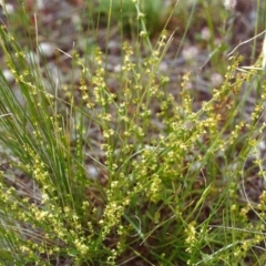 Galium gaudichaudii subsp. gaudichaudii (Rough Bedstraw) at Conder, ACT - 15 Nov 1999 by michaelb