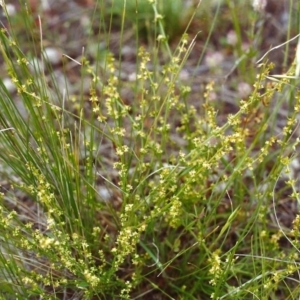 Galium gaudichaudii subsp. gaudichaudii at Conder, ACT - 16 Nov 1999 12:00 AM