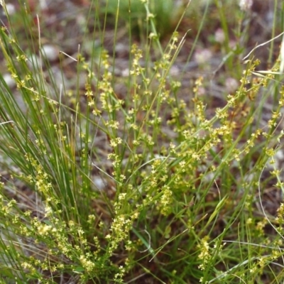 Galium gaudichaudii subsp. gaudichaudii (Rough Bedstraw) at Tuggeranong Hill - 15 Nov 1999 by michaelb