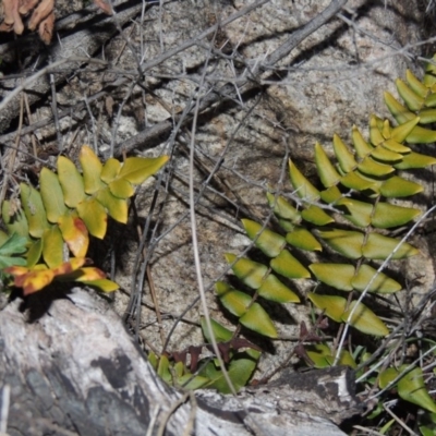 Pellaea calidirupium (Hot Rock Fern) at Tennent, ACT - 31 Aug 2014 by MichaelBedingfield