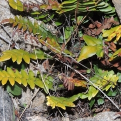 Pellaea calidirupium at Tennent, ACT - 31 Aug 2014