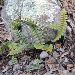 Pellaea calidirupium (Hot Rock Fern) at Rob Roy Range - 30 Aug 2014 by michaelb