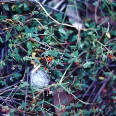 Einadia nutans subsp. nutans (Climbing Saltbush) at Conder, ACT - 16 Apr 2000 by MichaelBedingfield