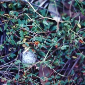 Einadia nutans subsp. nutans at Conder, ACT - 16 Apr 2000