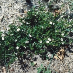 Geranium retrorsum (Grassland Cranesbill) at Tuggeranong Hill - 22 Jan 2007 by michaelb