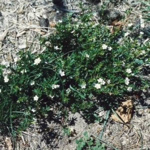 Geranium retrorsum at Conder, ACT - 23 Jan 2007